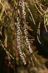 Pond Cypress